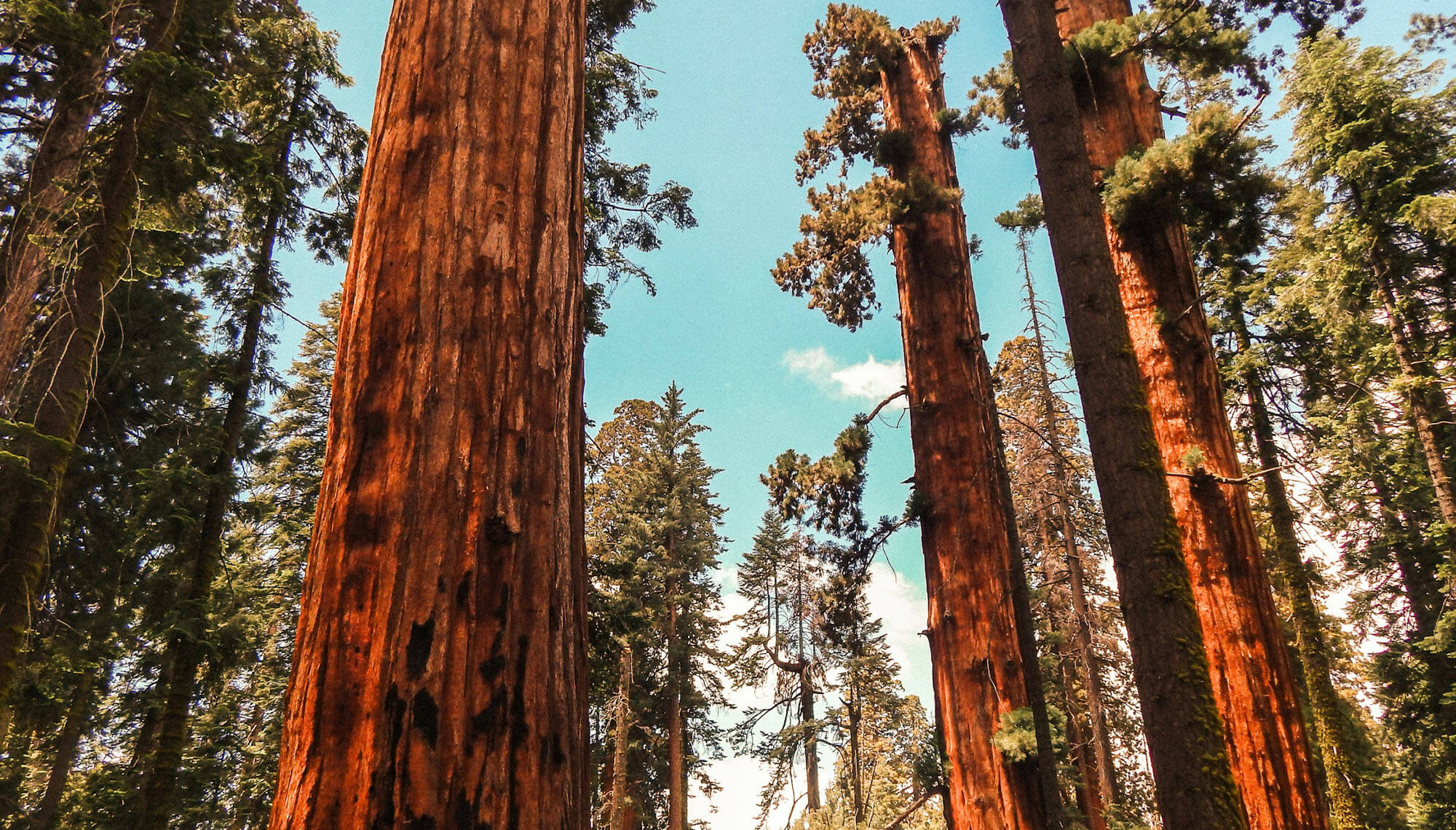 Forest of redwood trees during the day